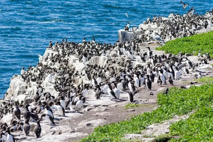 Framed Print : Flocks of seabirds gather on the rocks at the Farne Island, Northumberland, UK Framed Print : Flocks of seabirds gather on the rocks at the Farne Island, Northumberland, UK