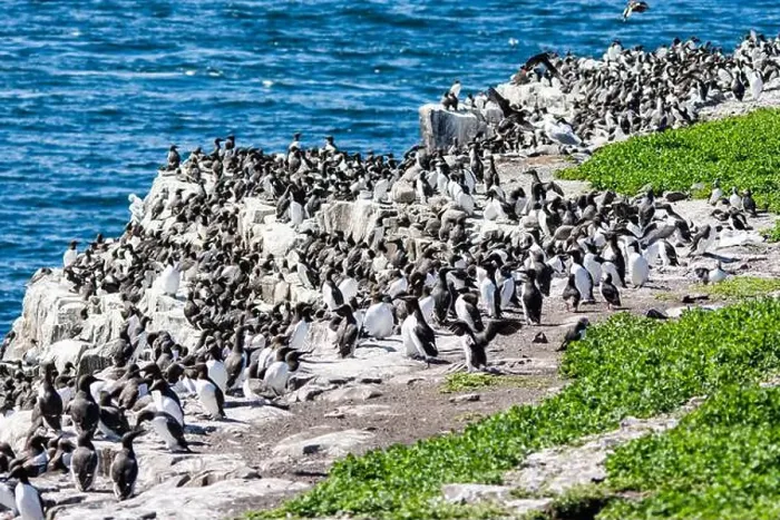 Framed Print : Flocks of seabirds gather on the rocks at the Farne Island, Northumberland, UK Framed Print : Flocks of seabirds gather on the rocks at the Farne Island, Northumberland, UK