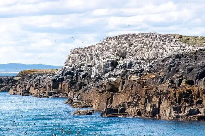 Framed Print : Flocks of seabirds gather on the rocks at the Farne Island, Northumberland, UK Framed Print : Flocks of seabirds gather on the rocks at the Farne Island, Northumberland, UK