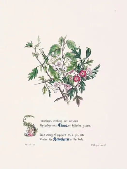 Framed Print : Floral bouquet illustration Framed Print : Floral bouquet illustration