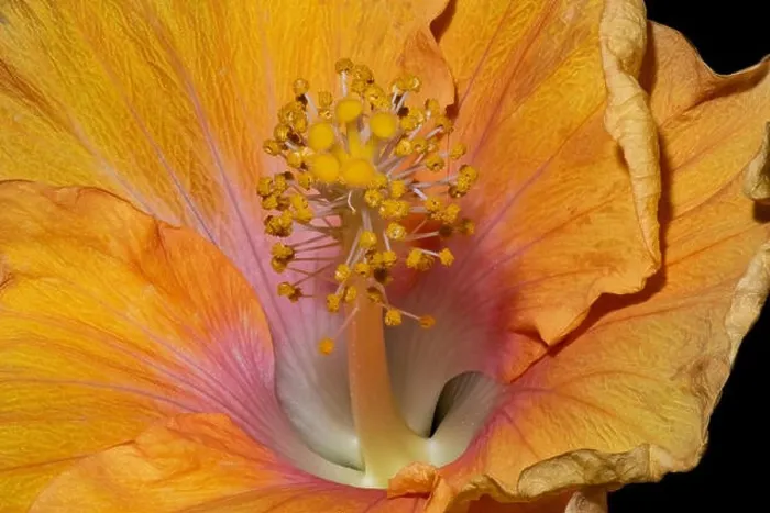 Framed Print : Floral bright color macro flower image of the inner of a single isolated blooming open yellow pink hibiscus blossom