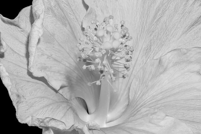 Framed Print : Floral bright high key macro flower image of the inner of a single isolated blooming open hibiscus blossom with Framed Print : Floral bright high key macro flower image of the inner of a single isolated blooming open hibiscus blossom with