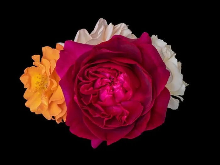 Framed Print : Floral color still life fine art macro flower image of a bouquet of three blooming red Framed Print : Floral color still life fine art macro flower image of a bouquet of three blooming red
