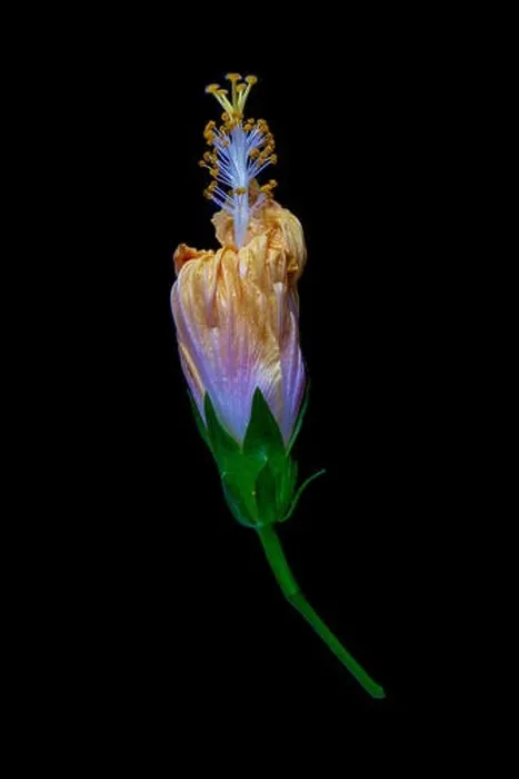 Framed Print : Floral color macro flower image of a fading single isolated blooming closed yellow hibiscus blossom with detailed Framed Print : Floral color macro flower image of a fading single isolated blooming closed yellow hibiscus blossom with detailed