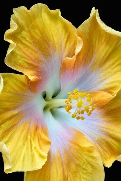 Framed Print : Floral color macro flower image of a the pistil of a single isolated blooming open yellow hibiscus blossom with Framed Print : Floral color macro flower image of a the pistil of a single isolated blooming open yellow hibiscus blossom with