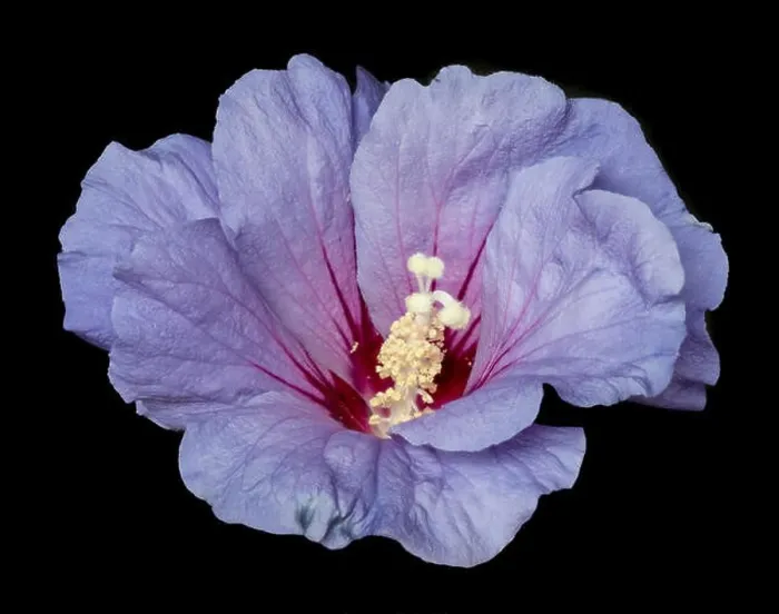 Framed Print : Floral color macro flower image of a single isolated blooming open violet red hibiscus blossom Framed Print : Floral color macro flower image of a single isolated blooming open violet red hibiscus blossom