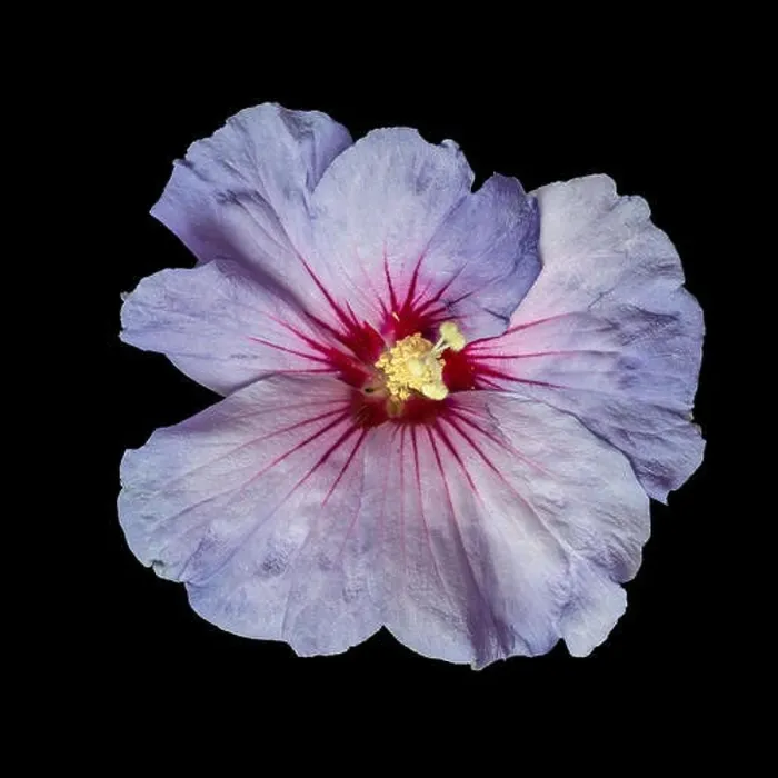 Framed Print : Floral color macro flower top view image of a single isolated blooming open violet red hibiscus blossom with detailed Framed Print : Floral color macro flower top view image of a single isolated blooming open violet red hibiscus blossom with detailed