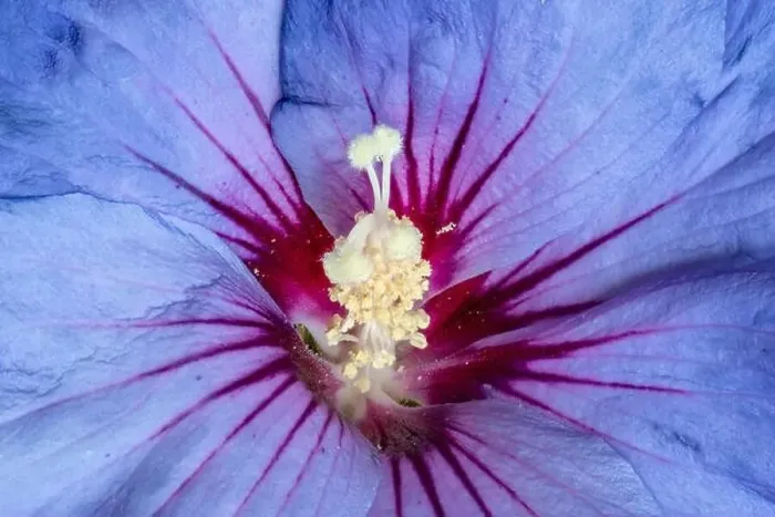 Framed Print : Floral color macro image of the inner of a a single isolated wide open blue violet red hibiscus blossom with detailed Framed Print : Floral color macro image of the inner of a a single isolated wide open blue violet red hibiscus blossom with detailed