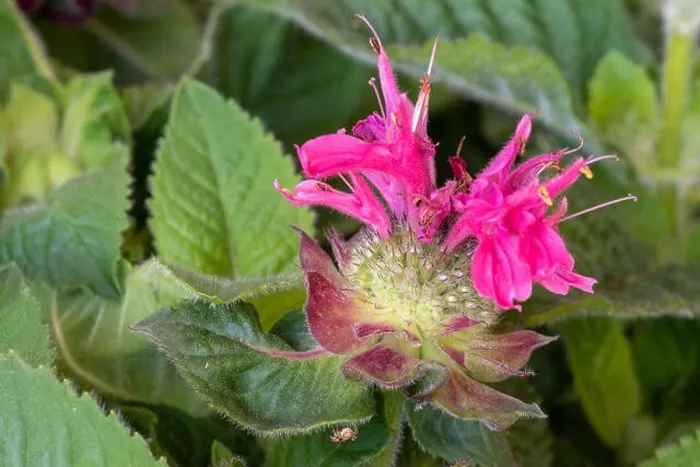 Framed Print : Floral color macro of a single red pink yellow green blossom of a monarda didyma / crimson beebalm / scarlet Framed Print : Floral color macro of a single red pink yellow green blossom of a monarda didyma / crimson beebalm / scarlet