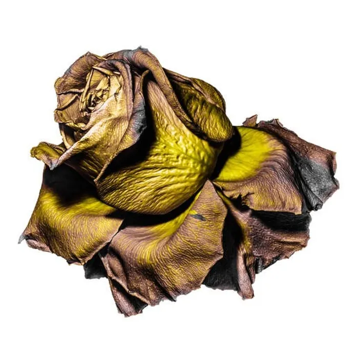 Framed Print : Floral fine art color macro of a single isolated aged fading yellow golden brown rose blossom Framed Print : Floral fine art color macro of a single isolated aged fading yellow golden brown rose blossom