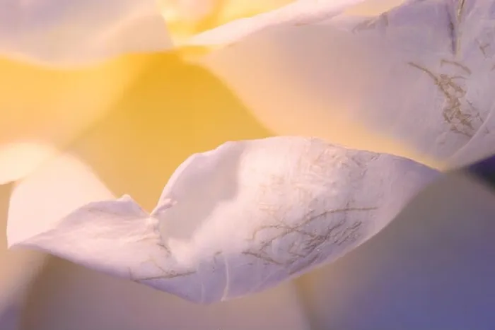 Framed Print : Floral fine art harmonic soft rose macro of yellow white petals with very fine texture Framed Print : Floral fine art harmonic soft rose macro of yellow white petals with very fine texture