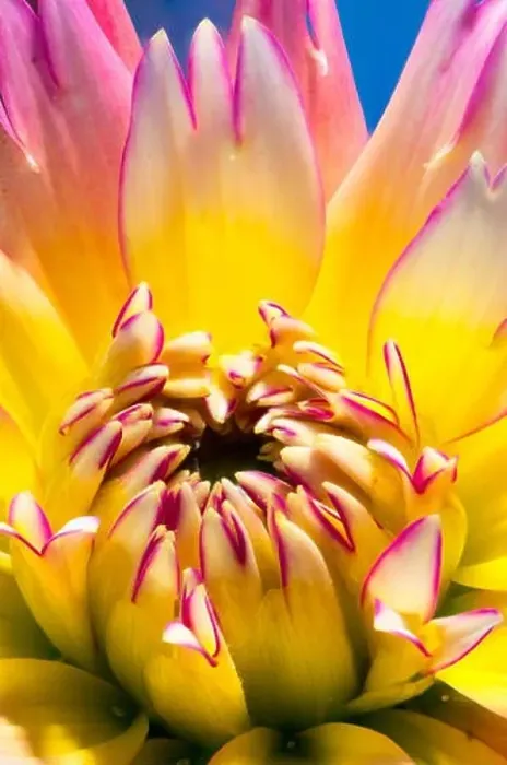 Framed Print : Floral fine art still life bright vivid colorful fantasy macro portrait of a single isolated flowering dahlia blossom Framed Print : Floral fine art still life bright vivid colorful fantasy macro portrait of a single isolated flowering dahlia blossom