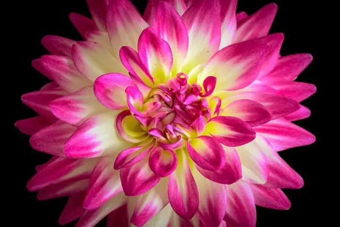 Framed Print : Floral fine art still life detail color flower macro portrait of a single isolated blooming pink white yellow open Framed Print : Floral fine art still life detail color flower macro portrait of a single isolated blooming pink white yellow open