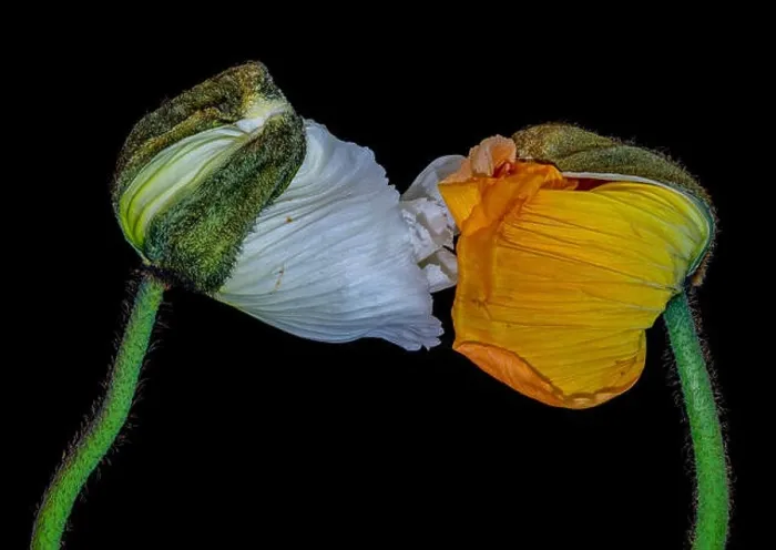 Framed Print : Floral fine art still life color macro flower portrait of a pair of young orange yellow white satin / silk poppy blossom Framed Print : Floral fine art still life color macro flower portrait of a pair of young orange yellow white satin / silk poppy blossom