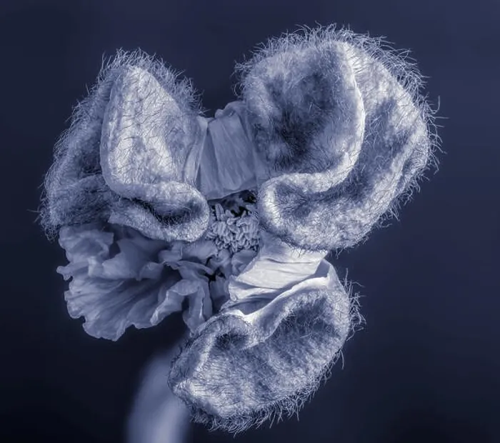 Framed Print : Floral fine art still life detailed blue monochrome macro flower portrait of a single isolated satin / silk poppy opening Framed Print : Floral fine art still life detailed blue monochrome macro flower portrait of a single isolated satin / silk poppy opening