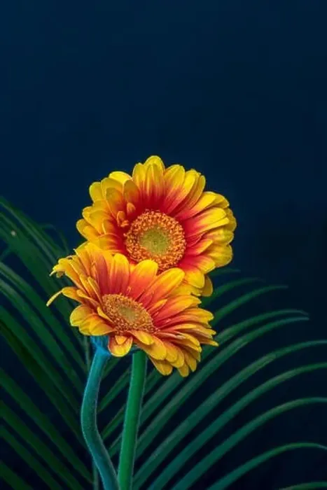 Framed Print : Floral fine art still life detailed bright color macro of a pair of red yellow wide opened gerbera blossoms with Framed Print : Floral fine art still life detailed bright color macro of a pair of red yellow wide opened gerbera blossoms with