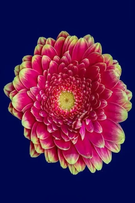 Framed Print : Floral fine art still life detailed bright color macro of a single isolated pink yellow wide opened gerbera blossom Framed Print : Floral fine art still life detailed bright color macro of a single isolated pink yellow wide opened gerbera blossom