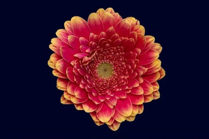 Framed Print : Floral fine art still life detailed bright color macro of a single isolated pink yellow wide opened gerbera blossom Framed Print : Floral fine art still life detailed bright color macro of a single isolated pink yellow wide opened gerbera blossom