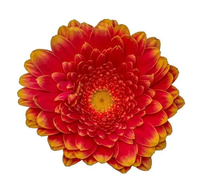 Framed Print : Floral fine art still life detailed bright color macro of a single isolated red yellow wide opened gerbera blossom with Framed Print : Floral fine art still life detailed bright color macro of a single isolated red yellow wide opened gerbera blossom with