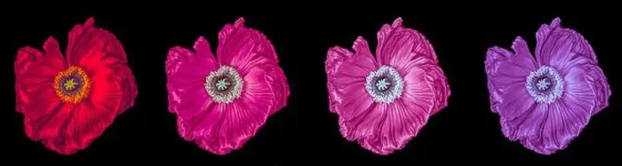 Framed Print : Floral fine art still life detailed color macro of a collection of four isolated shining satin / silk poppy blossoms Framed Print : Floral fine art still life detailed color macro of a collection of four isolated shining satin / silk poppy blossoms