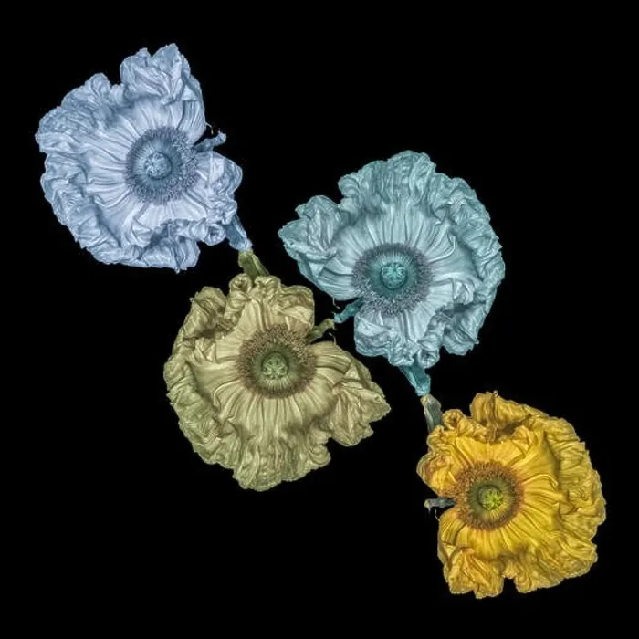 Framed Print : Floral fine art still life detailed color macro flower image of satin / silk poppy wide opened blossoms isolated on black Framed Print : Floral fine art still life detailed color macro flower image of satin / silk poppy wide opened blossoms isolated on black