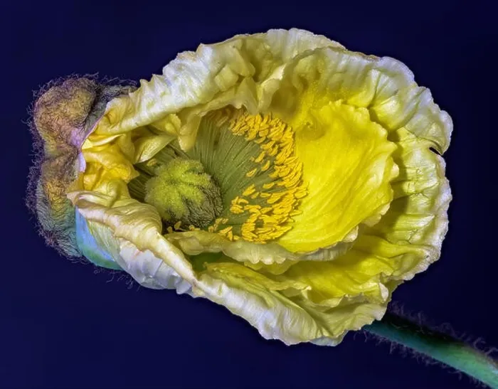 Framed Print : Floral fine art still life detailed color macro flower photo of a single isolated white yellow satin / silk poppy wide Framed Print : Floral fine art still life detailed color macro flower photo of a single isolated white yellow satin / silk poppy wide