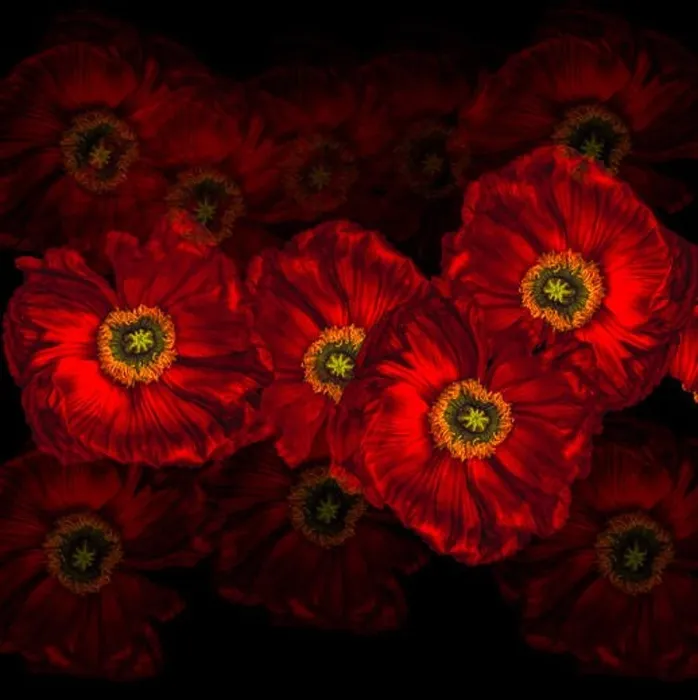 Framed Print : Floral fine art still life detailed color macro flower portrait of a collage of red glowing satin / silk poppy wide Framed Print : Floral fine art still life detailed color macro flower portrait of a collage of red glowing satin / silk poppy wide