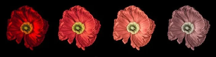Framed Print : Floral fine art still life detailed color macro flower portrait of a collection of four isolated red glowing satin / silk Framed Print : Floral fine art still life detailed color macro flower portrait of a collection of four isolated red glowing satin / silk