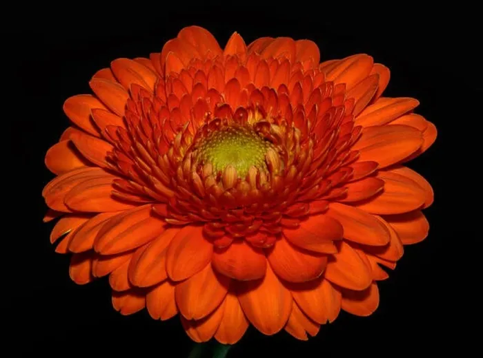 Framed Print : Floral fine art still life detailed color macro flower portrait of a single isolated red gerbera wide opened blossom Framed Print : Floral fine art still life detailed color macro flower portrait of a single isolated red gerbera wide opened blossom