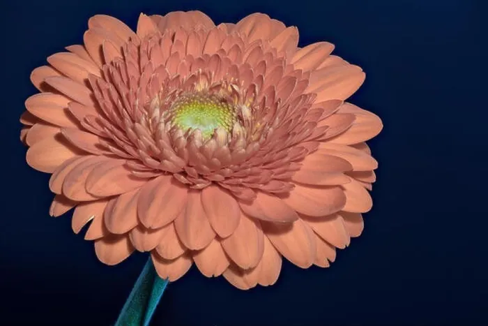 Framed Print : Floral fine art still life detailed color macro flower portrait of a single isolated red gerbera wide opened blossom