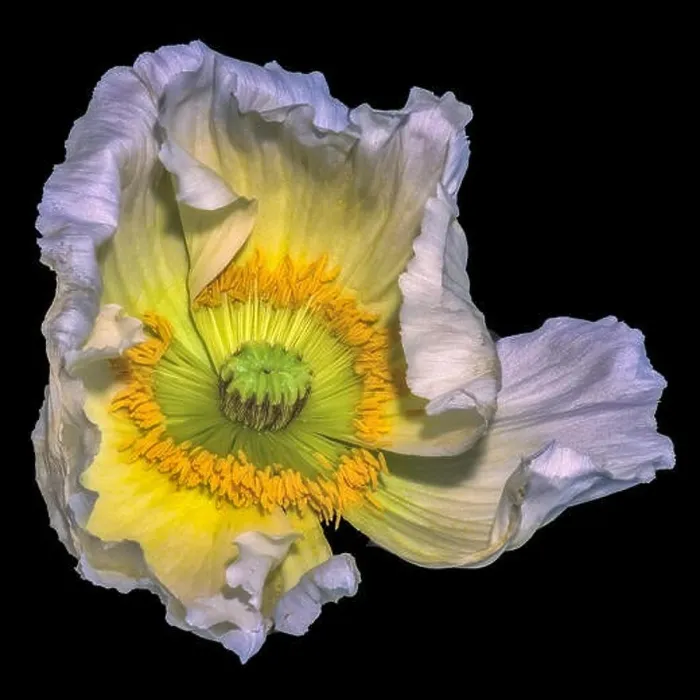 Framed Print : Floral fine art still life detailed color macro flower portrait of a single isolated white yellow green satin / silk Framed Print : Floral fine art still life detailed color macro flower portrait of a single isolated white yellow green satin / silk