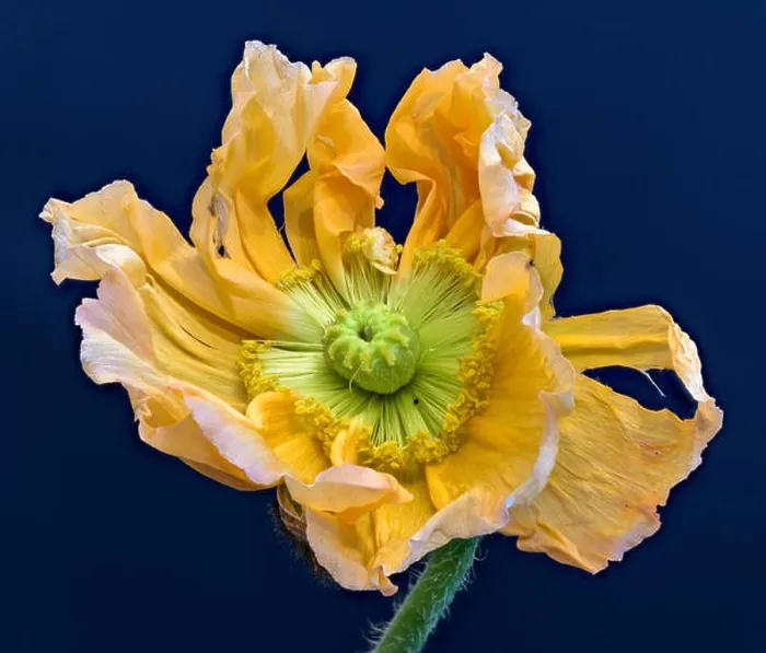 Framed Print : Floral fine art still life detailed color macro flower portrait of a single isolated wide opened bright orange