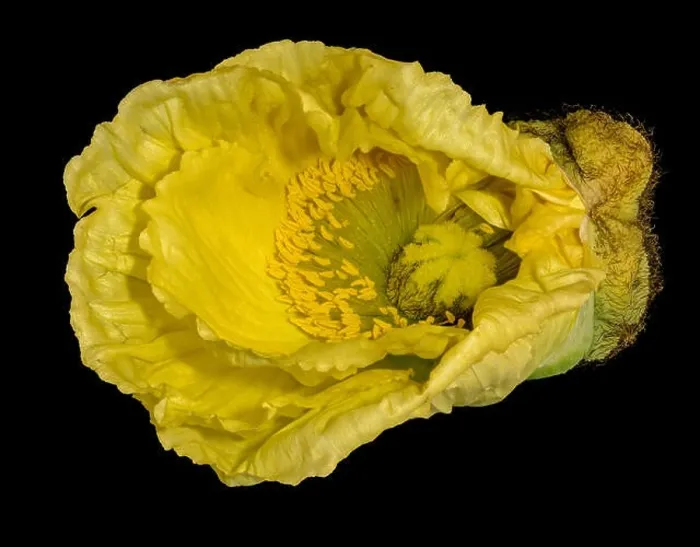 Framed Print : Floral fine art still life detailed color macro flower portrait of a single isolated yellow satin / silk poppy wide Framed Print : Floral fine art still life detailed color macro flower portrait of a single isolated yellow satin / silk poppy wide