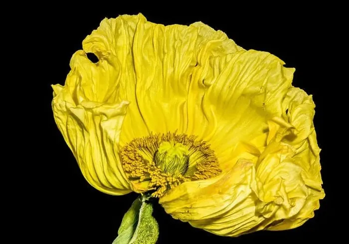 Framed Print : Floral fine art still life detailed color macro flower portrait of a single isolated yellow satin / silk poppy wide open