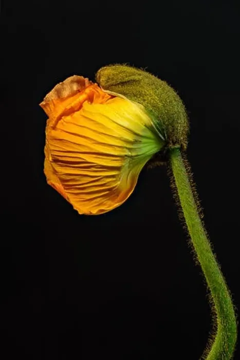Framed Print : Floral fine art still life detailed color macro flower portrait of a single isolated young orange yellow satin / silk Framed Print : Floral fine art still life detailed color macro flower portrait of a single isolated young orange yellow satin / silk
