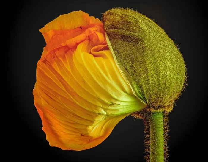 Framed Print : Floral fine art still life detailed color macro flower portrait of a single isolated young orange yellow satin / silk Framed Print : Floral fine art still life detailed color macro flower portrait of a single isolated young orange yellow satin / silk