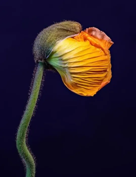 Framed Print : Floral fine art still life detailed color macro flower portrait of a young orange yellow satin / silk poppy blossom Framed Print : Floral fine art still life detailed color macro flower portrait of a young orange yellow satin / silk poppy blossom