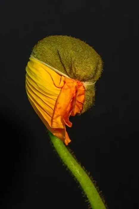 Framed Print : Floral fine art still life detailed color macro flower portrait of a young orange yellow satin / silk poppy blossom Framed Print : Floral fine art still life detailed color macro flower portrait of a young orange yellow satin / silk poppy blossom