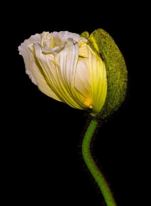Framed Print : Floral fine art still life detailed color macro flower portrait of a young white yellow satin / silk poppy blossom Framed Print : Floral fine art still life detailed color macro flower portrait of a young white yellow satin / silk poppy blossom