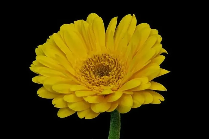 Framed Print : Floral fine art still life detailed color macro of a single isolated yellow wide opened gerbera blossom with green stem Framed Print : Floral fine art still life detailed color macro of a single isolated yellow wide opened gerbera blossom with green stem