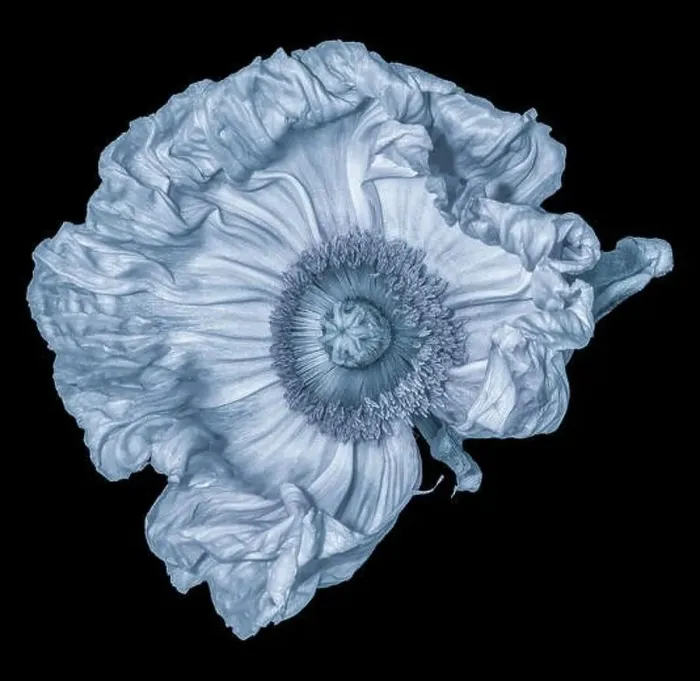 Framed Print : Floral fine art still life detailed monochrome light blue macro flower image of a satin / silk poppy wide opened blossom