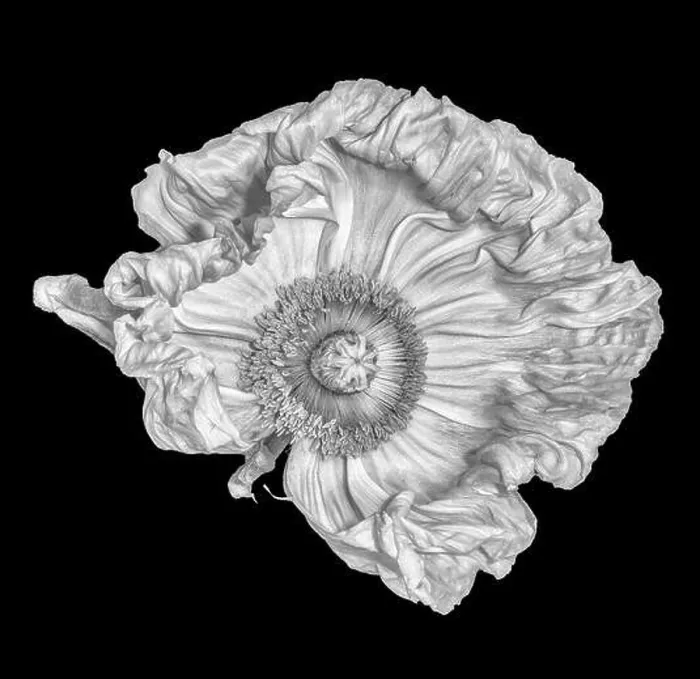 Framed Print : Floral fine art still life detailed monochrome macro flower portrait of a single isolated white satin / silk poppy open Framed Print : Floral fine art still life detailed monochrome macro flower portrait of a single isolated white satin / silk poppy open