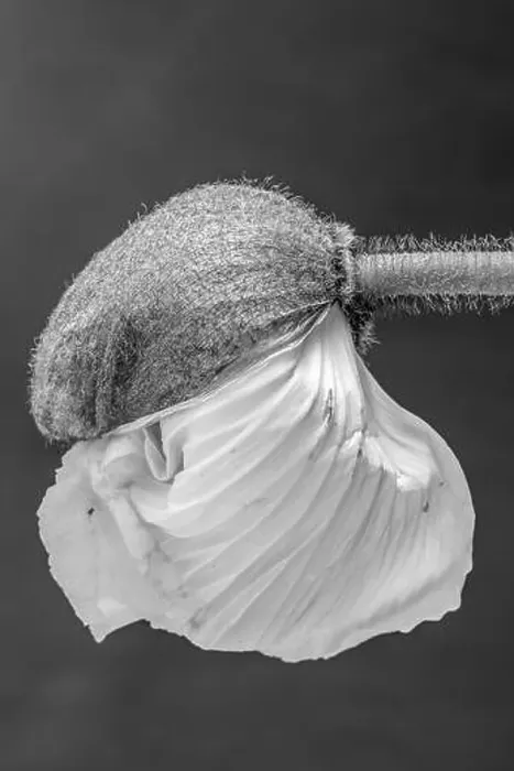 Framed Print : Floral fine art still life detailed monochrome macro flower portrait of a young satin / silk poppy blossom isolated Framed Print : Floral fine art still life detailed monochrome macro flower portrait of a young satin / silk poppy blossom isolated