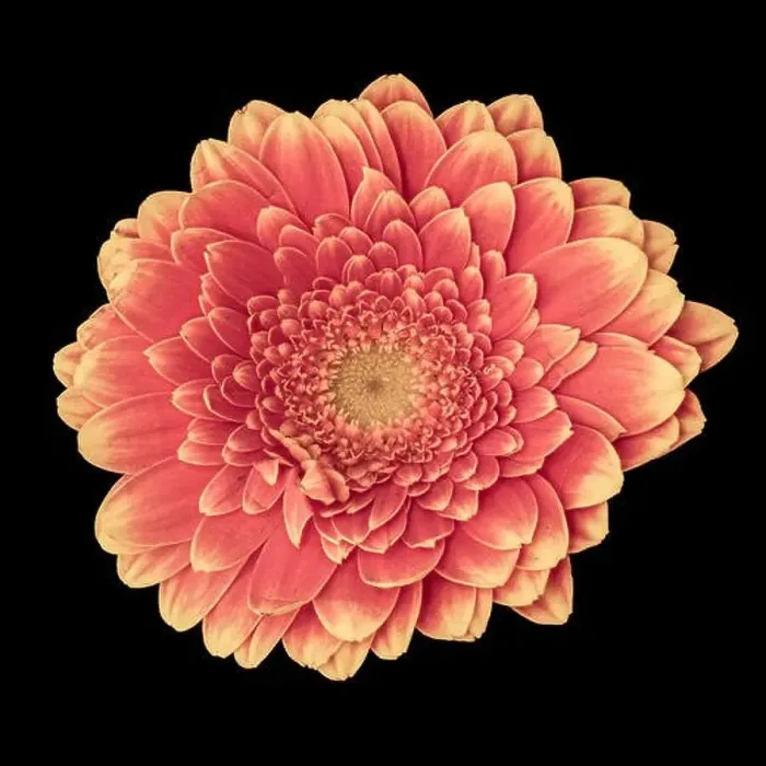 Framed Print : Floral fine art still life detailed pastel color macro of a single isolated red yellow wide opened gerbera blossom with Framed Print : Floral fine art still life detailed pastel color macro of a single isolated red yellow wide opened gerbera blossom with