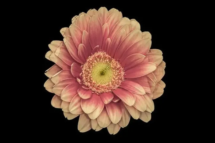 Framed Print : Floral fine art still life detailed pastel color macro of a single isolated red yellow wide opened gerbera blossom with Framed Print : Floral fine art still life detailed pastel color macro of a single isolated red yellow wide opened gerbera blossom with