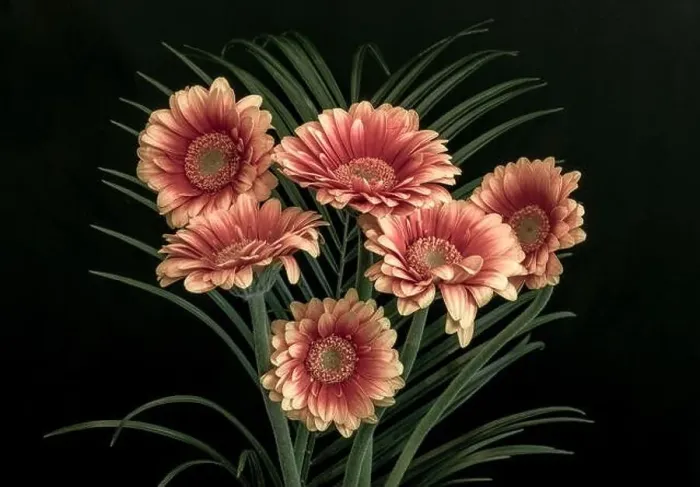 Framed Print : Floral fine art still life detailed pastel colored macro of a bouquet of red yellow wide opened gerbera blossoms with Framed Print : Floral fine art still life detailed pastel colored macro of a bouquet of red yellow wide opened gerbera blossoms with