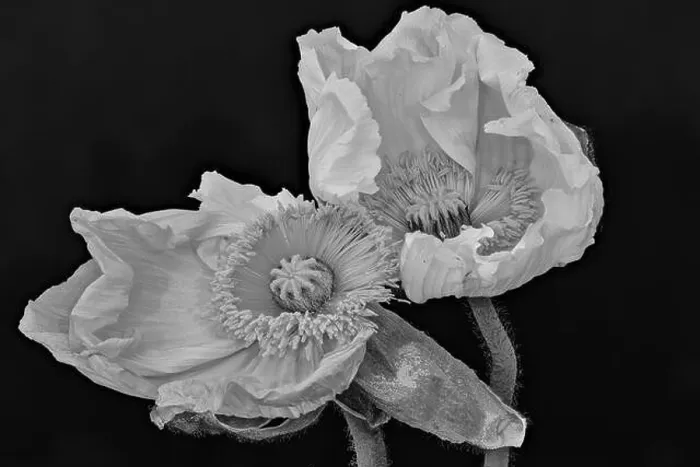 Framed Print : Floral fine art still life monochrome macro flower portrait of a pair of aging fading white satin / silk poppy blossom Framed Print : Floral fine art still life monochrome macro flower portrait of a pair of aging fading white satin / silk poppy blossom