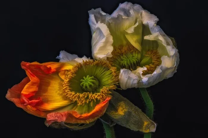 Framed Print : Floral fine art still life surreal color macro flower portrait of a pair of aging fading orange yellow white satin / silk