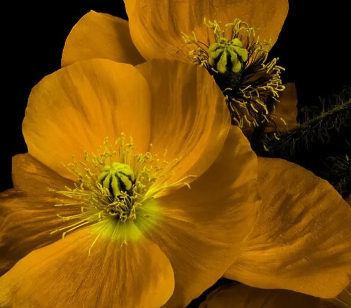 Framed Print : Floral fine art orange dark yellow flowering iceland poppy blossom macro portrait isolated on black background in Framed Print : Floral fine art orange dark yellow flowering iceland poppy blossom macro portrait isolated on black background in