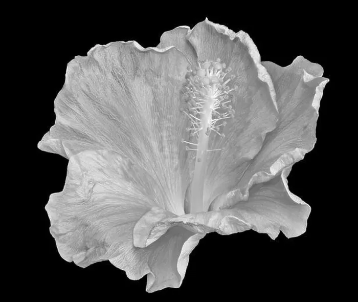 Framed Print : Floral high key monochrome black Framed Print : Floral high key monochrome black